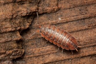 Oak woodlouse (Porcellionides virgatus) showing tail-like uropods.