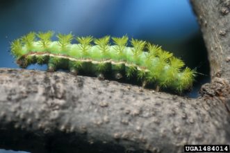 Io moth caterpillar (Automeris io io). Photo by Steven Katovich, USDA Forest Service, Bugwood.org
