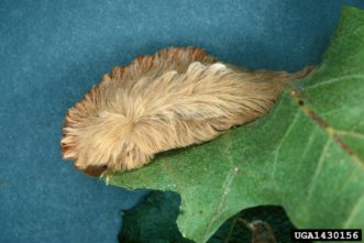 Puss caterpillar (Megalopyge opercularis). Photo by Lacy L. Hyche, Auburn University, Bugwood.org
