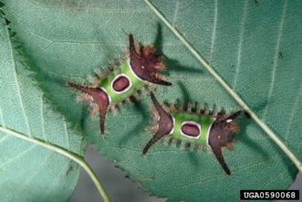 Saddleback caterpillar (Acharia stimulea). Photo by Robert L. Anderson, USDA Forest Service, Bugwood.org