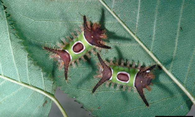 Stinging Caterpillars