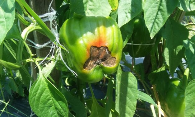 Pepper