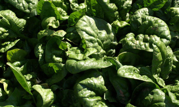 Spinach
