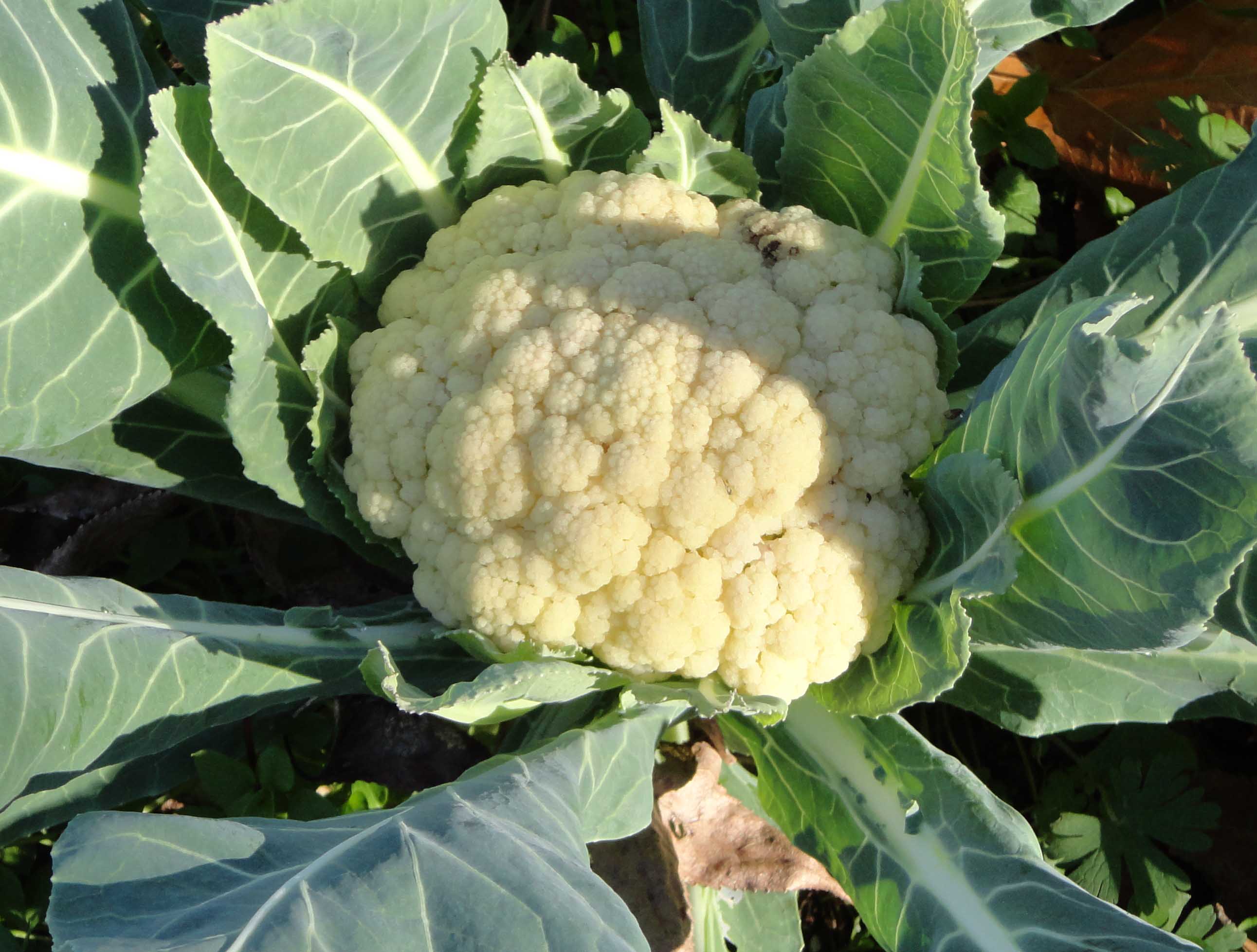 When To Pick Cauliflower From Garden Fasci Garden