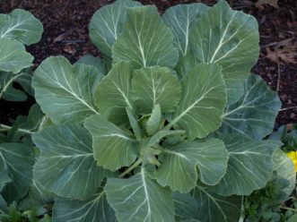 Champion collards are bolt resistant, productive, and hardy. Karen Russ, ©2009 HGIC, Clemson Extension