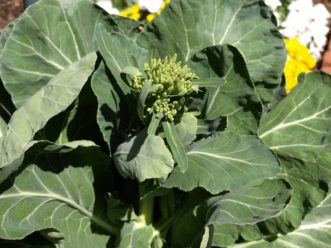 Collards (Brassica oleracea) that are bolting after a prolonged cold period. Karen Russ, ©2009 HGIC, Clemson Extension