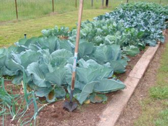 Collards growing in a home garden. Barbara H. Smith, ©2015 HGIC, Clemson Extension