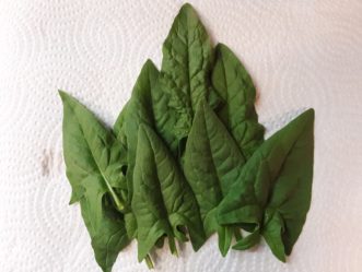 Fresh leaves harvested from Bloomsdale spinach. Justin Ballew, ©2020 Clemson Extension