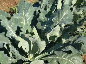 Georgia Southern collards were introduced in the 1880s and are considered an heirloom variety. Barbara H. Smith, ©2018 HGIC, Clemson Extension