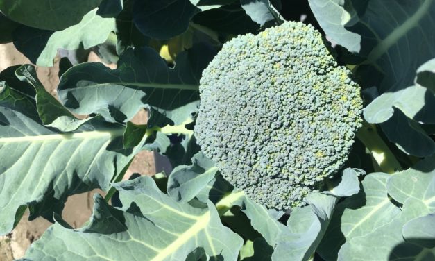 Broccoli