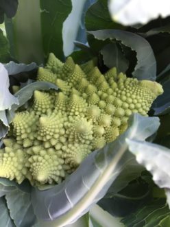 Romanesco cauliflower produces an unusual but beautiful head. 