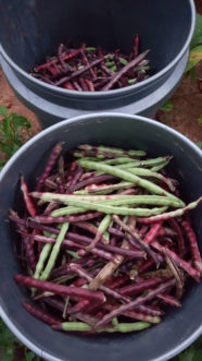 Southern peas are ready to be harvested as soon as the pods can be easily shelled.