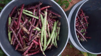 Southern peas are ready to be harvested as soon as the pods can be easily shelled. Millie Davenport, ©HGIC 2018, Clemson Extension