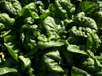 Spinach (Spinacia oleracea) is a hardy, cool-season crop that can be planted in early spring or fall throughout South Carolina. Barbara H. Smith, ©2017 HGIC, Clemson Extension