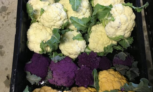 There are many colorful varieties of cauliflower including white, orange, purple, and green. Zack Snipes, ©2016, Clemson Extension