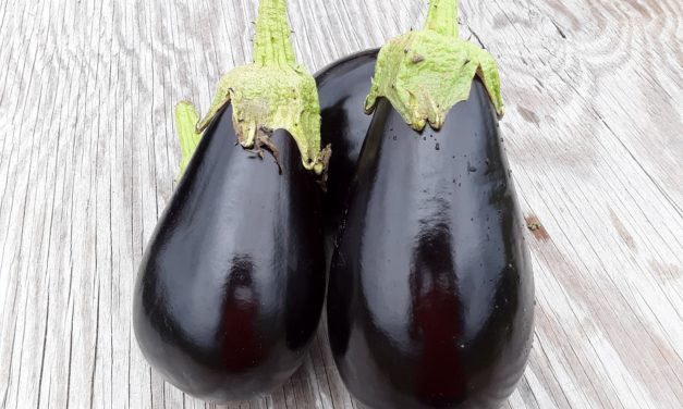 Eggplant