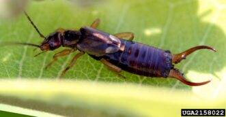 European earwig (Forficula auricularia).