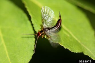 Photo displaying the earwig’s unique fan-shaped wings.