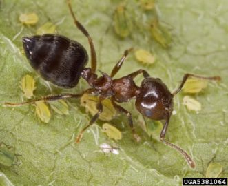 Acrobat Ants ©David Cappaert, Bugwood.org
