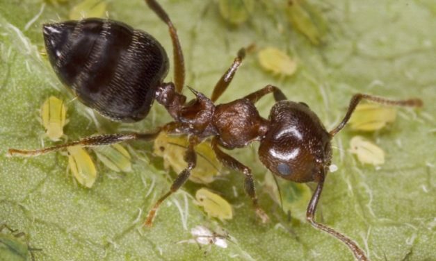 Acrobat Ants