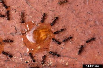 Argentine Ants ©Whitney Cranshaw, Colorado State University, Bugwood.org