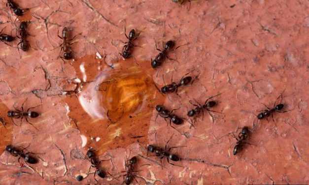 Argentine Ants