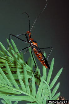 Assassin Bugs ©Gerald J. Lenhard, Louisiana State University, Bugwood.org