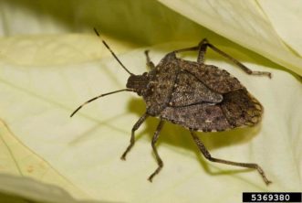 Brown Marmorated Stink Bug. ©Susan Ellis, Bugwood.org