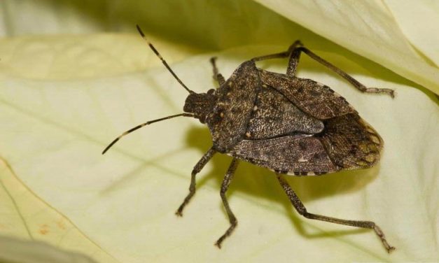 Brown Marmorated Stink Bug in Structures