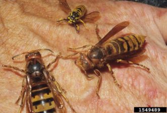 European Hornet ©Jim Baker, North Carolina State University, Bugwood.org