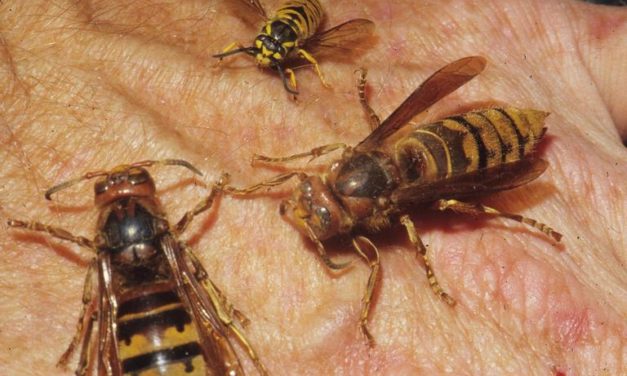 European Hornet