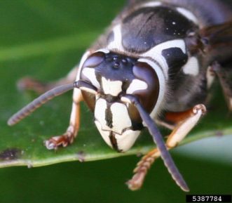 Baldfaced Hornets on flower close up of face ©Johnny N. Dell, Bugwood.org