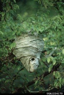 Baldfaced Hornets nest in a tree ©Jerry A. Payne, USDA Agricultural Research Service, Bugwood.org