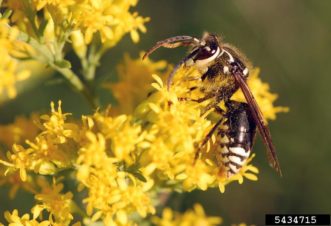 Baldfaced Hornets on flower ©Jon Yuschock, Bugwood.org