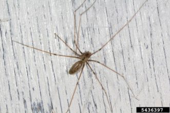 cellar spiders (Pholcus sp.) ©Joseph Berger, Bugwood.org