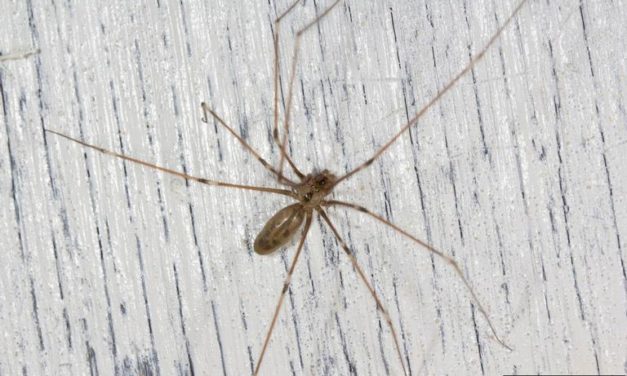 Cellar spiders