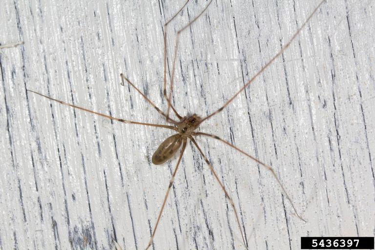 Long-bodied cellar daddy long-legs spider