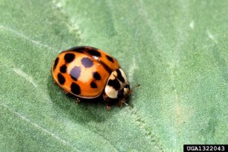 Multicolored Asian Lady Beetles ©Scott Bauer, USDA Agricultural Research Service, Bugwood.org