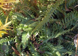 Evergreen Christmas fern growing in late fall