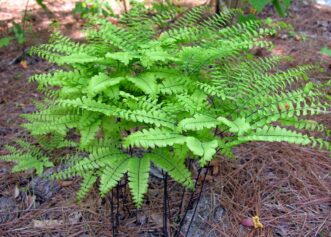 Horseshoe-shaped fronds of northern maidenhair fern