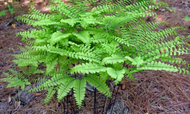 Hardy Ferns: How to Grow and Care for Ferns in South Carolina