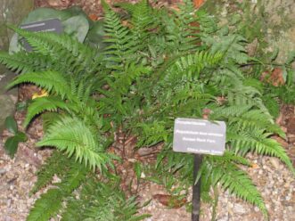 Korean rock fern growing in a shaded botanical garden bed