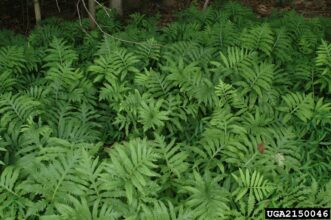 Sensitive fern with broad, coarse-textured green fronds