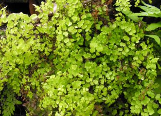 Southern maidenhair fern with delicate leaves on thin wiry stems