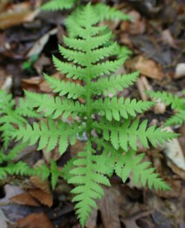 Broad beech fern frond with airy, triangular leaf structure