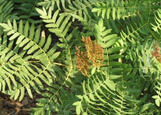 Royal fern with tall fronds and brown fertile spikes