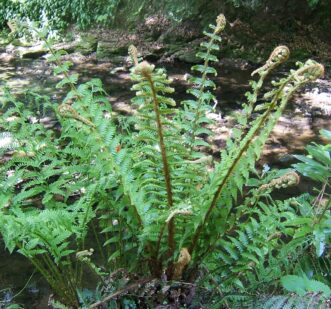 Upright, vase-shaped scaly male fern growing in a shaded garden