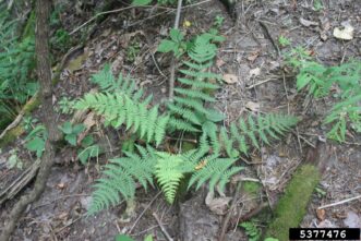 Young marginal wood fern with leathery evergreen fronds