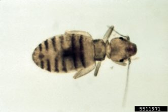 Booklice are yellowish to buff colored, wingless, soft-bodied, and about 1/25 inch long. Their feeding is very destructive of old books and papers.