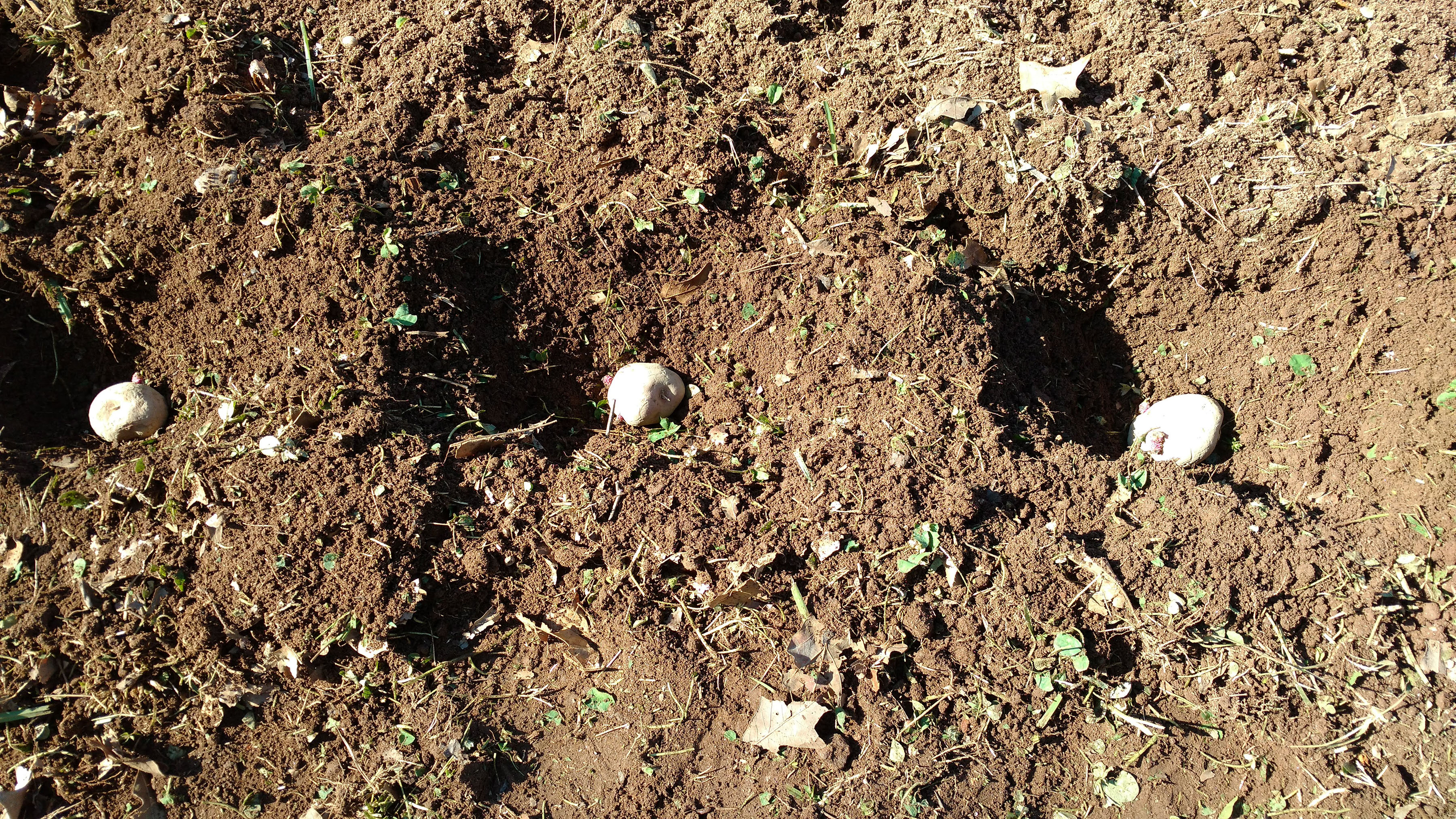 How deep should you plant potatoes information